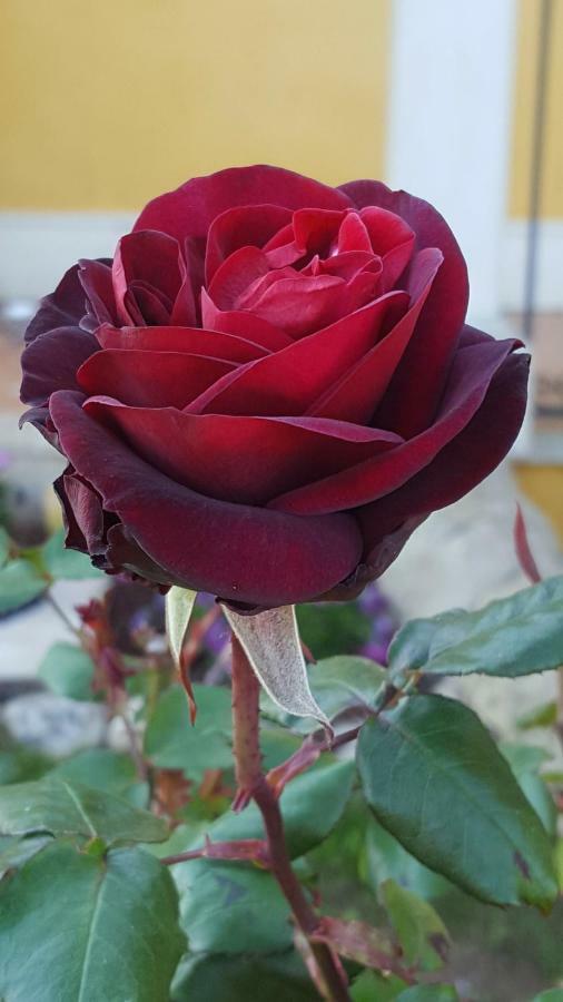 Le Rose Di Modica别墅 外观 照片